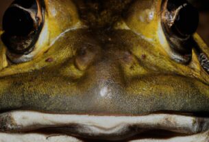 15 Cool Frogs, Indian Bullfrog