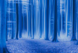 Belgium's Blue Forest