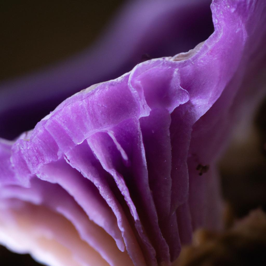 The intricate gills and unique coloration of the Amethyst Mushroom are a wonder to behold.