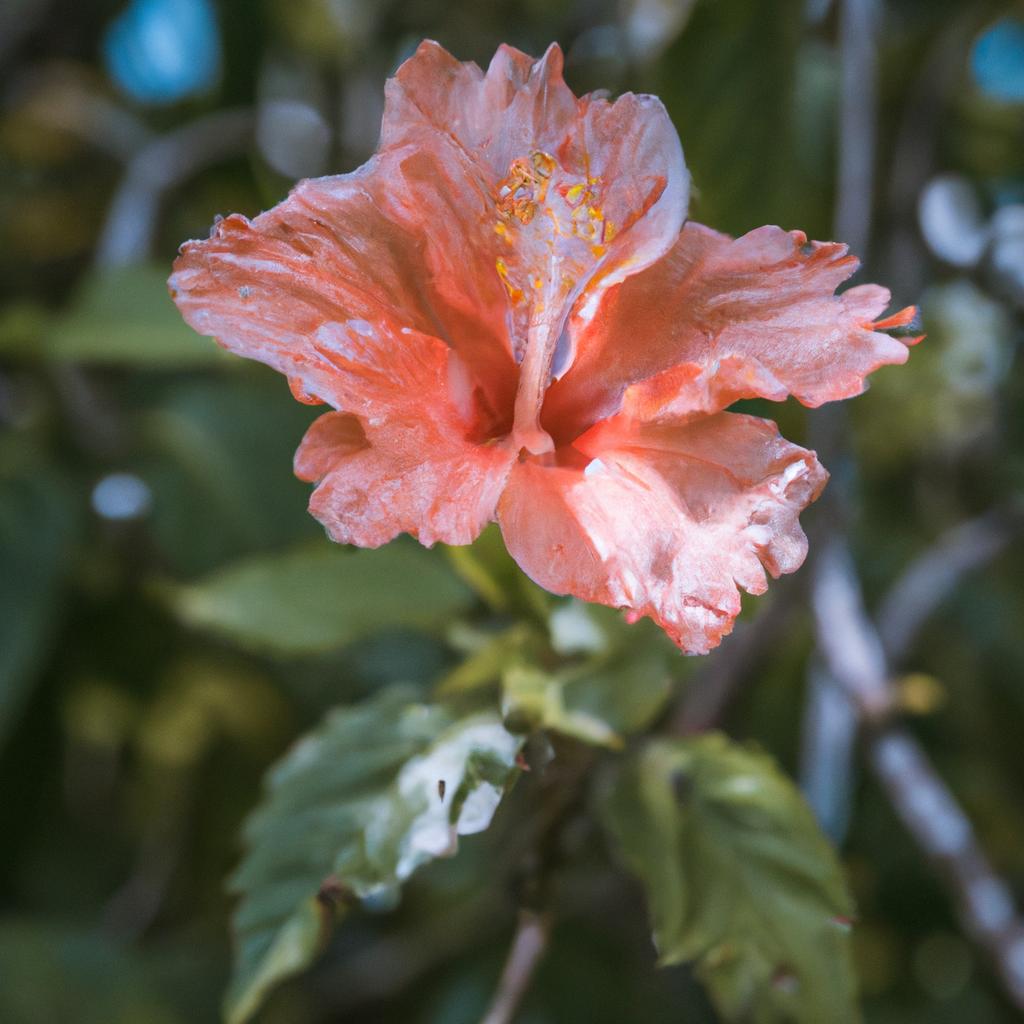 A close-up shot of a vibrant hibiscus flower in Bora Bora