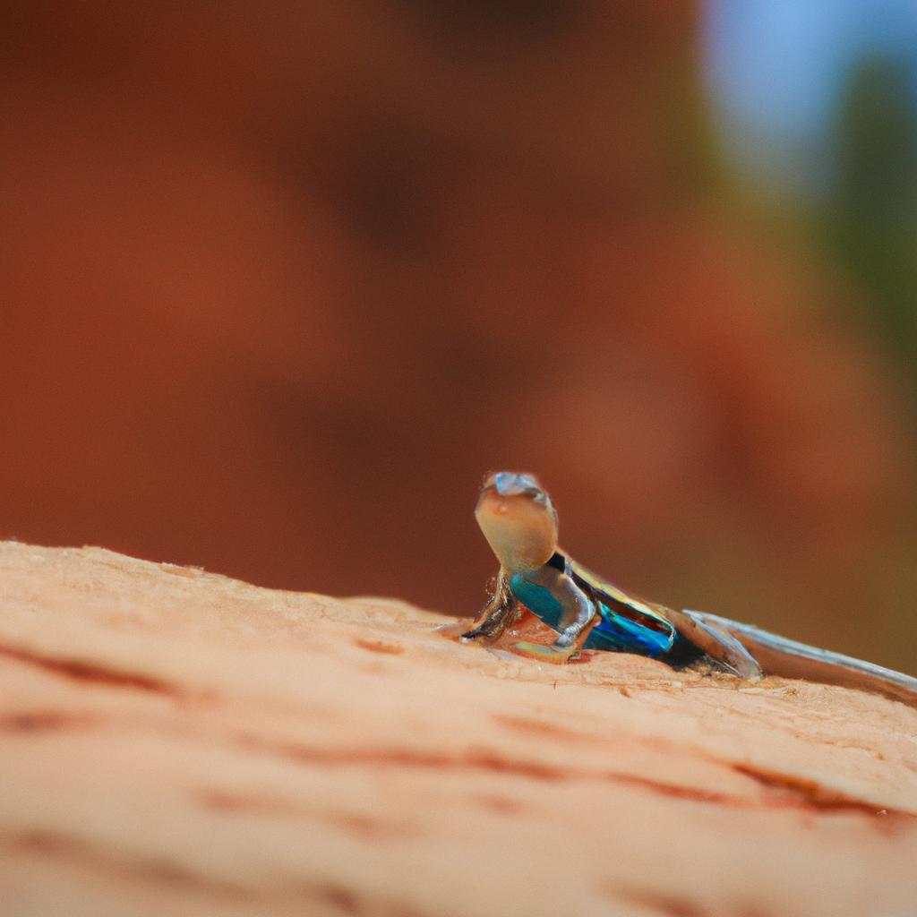 A beautiful lizard basking in the sun in Zion National Park