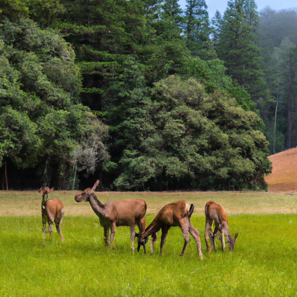 Deer Family in the Heart of The Redwood Forest