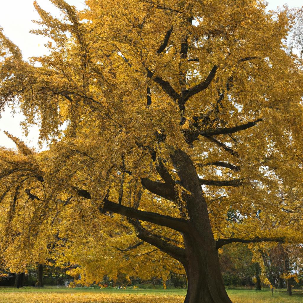 A ginkgo tree sheds its golden leaves in the fall