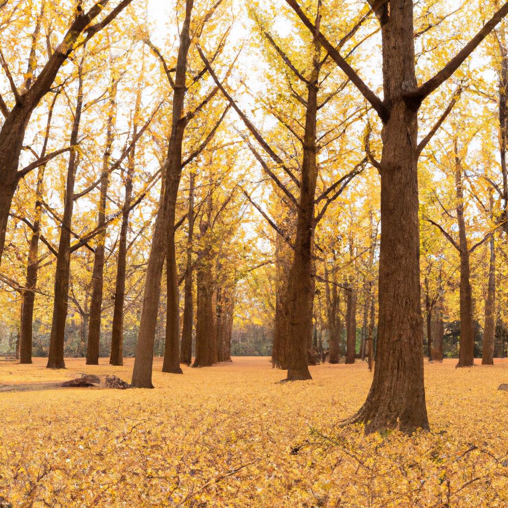 A breathtaking view of a forest of giant ginkgo trees