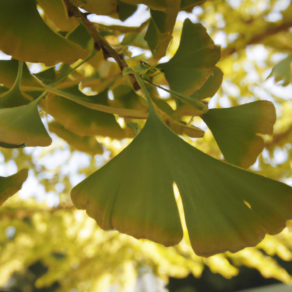 The delicate fan-shaped leaves of a giant ginkgo tree