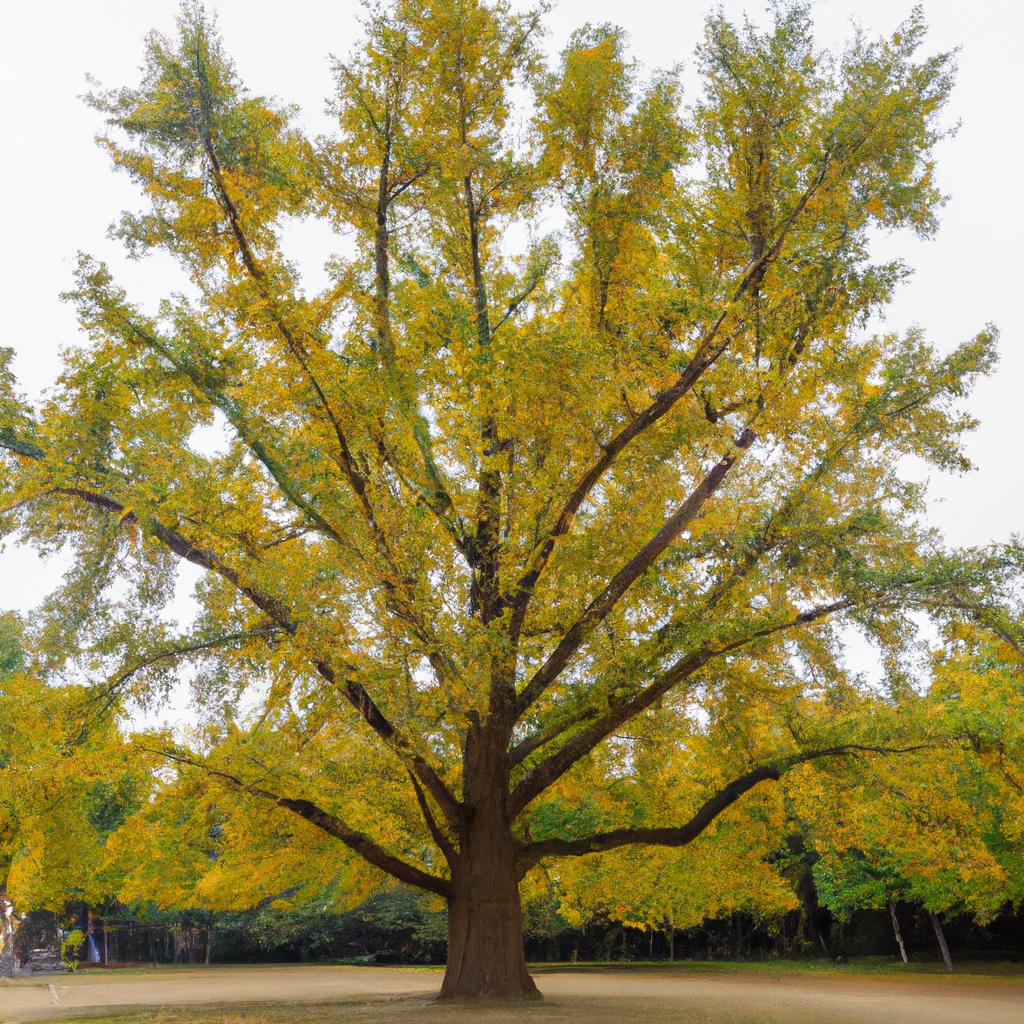 Giant Ginkgo Tree