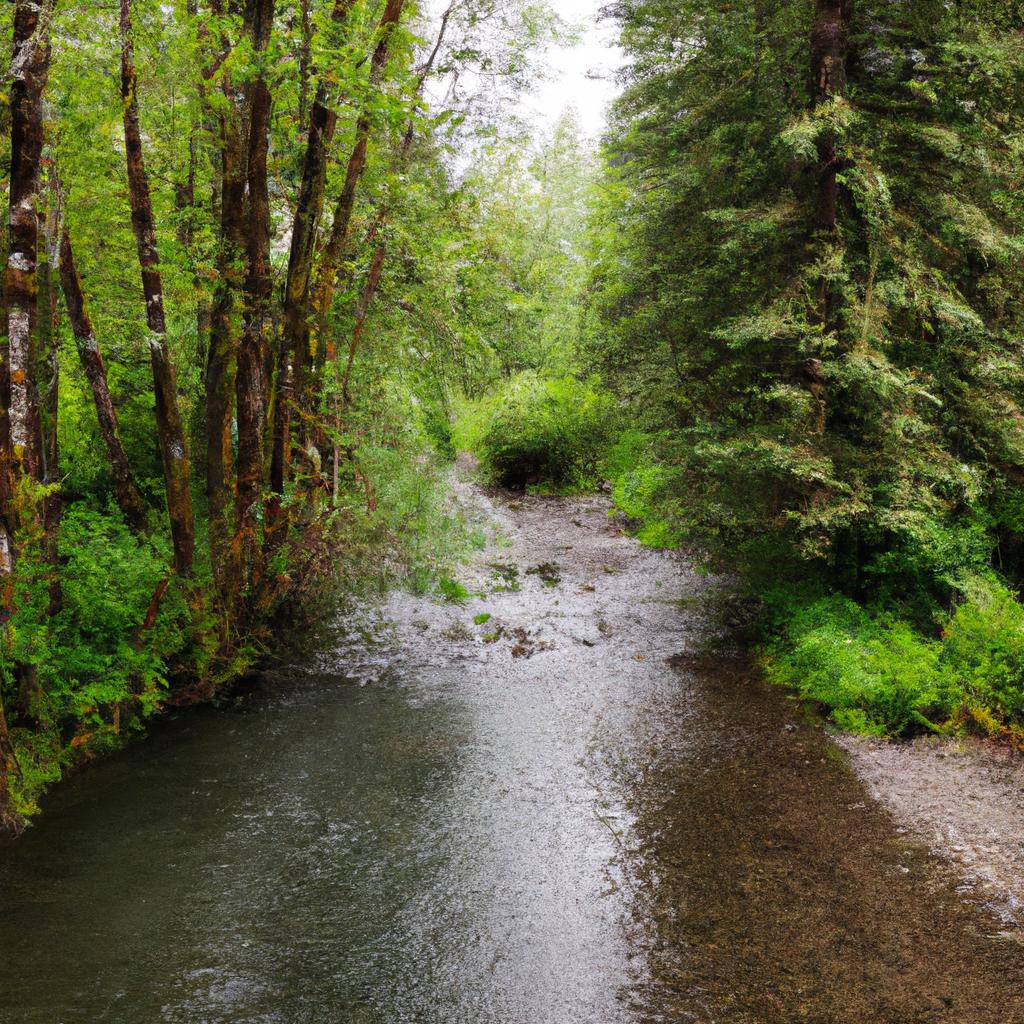 Peaceful River Flowing Through The Redwood Forest