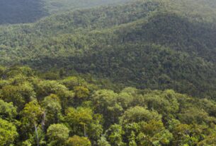 The Daintree Rainforest, Australia