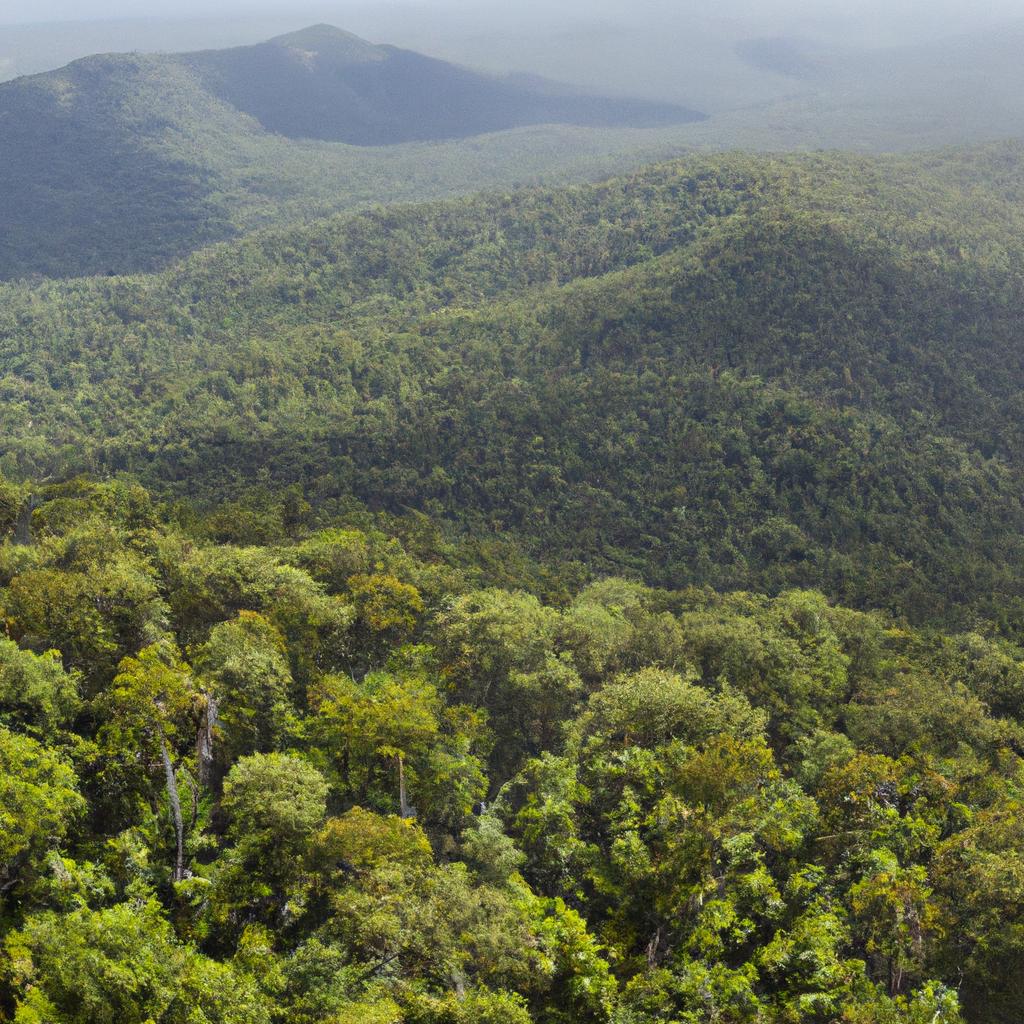 The Daintree Rainforest, Australia