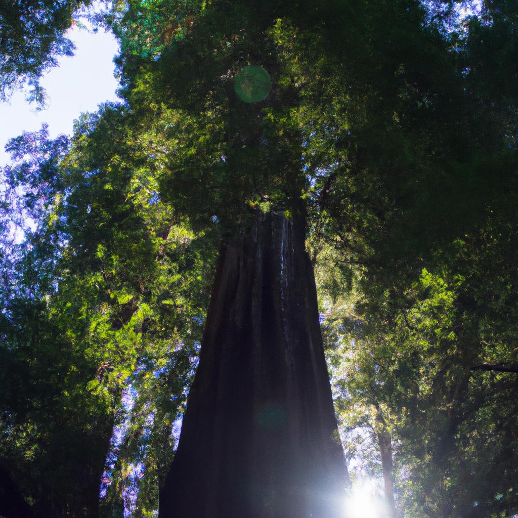 The Redwood Forest, USA