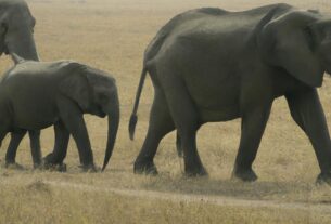 The Serengeti National Park, Tanzania/Kenya