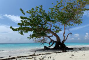 Tree Of Life Beach