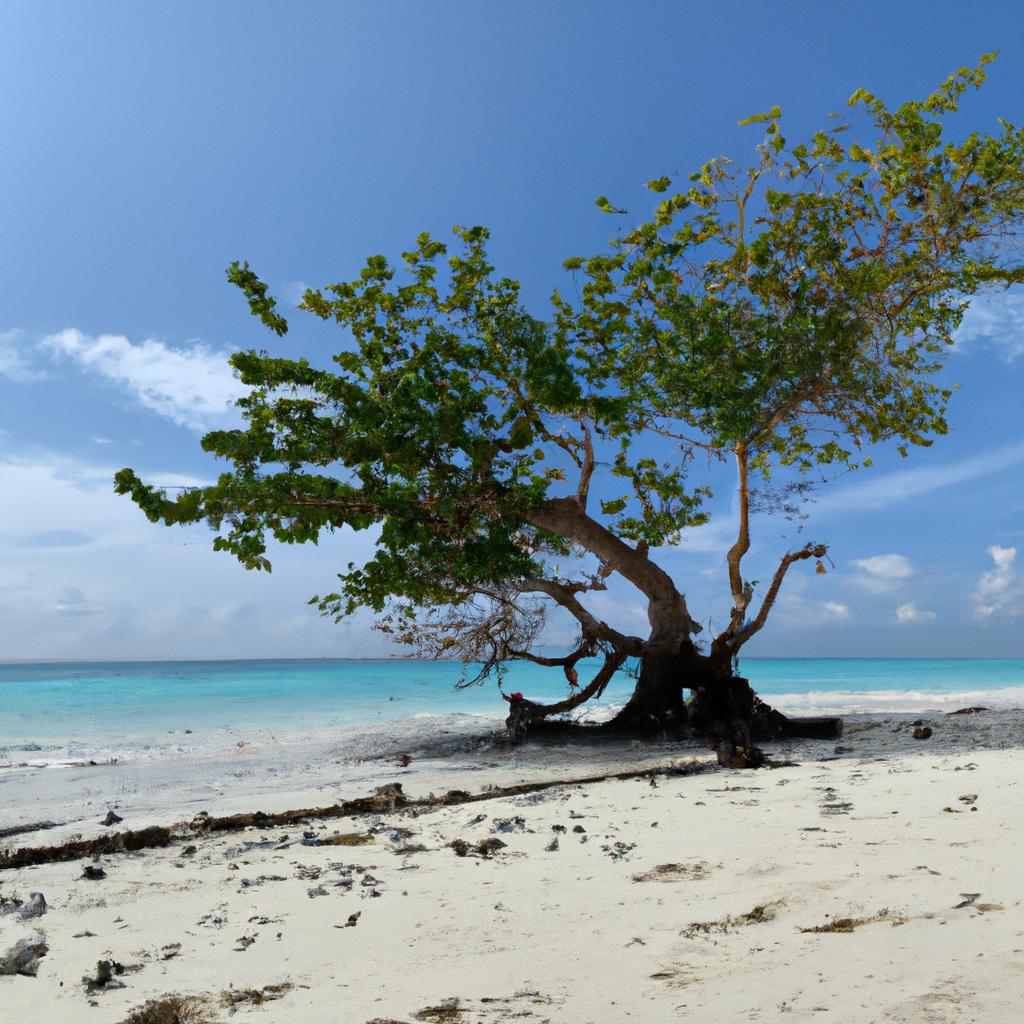 Tree Of Life Beach