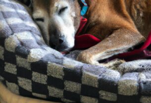 A Senior Rescue Dog Finds A Forever Home And Brings Joy To Its New Family's