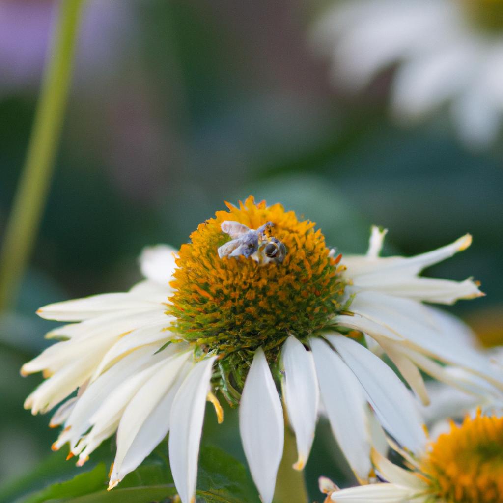 A bee collecting nectar from a garden perennial