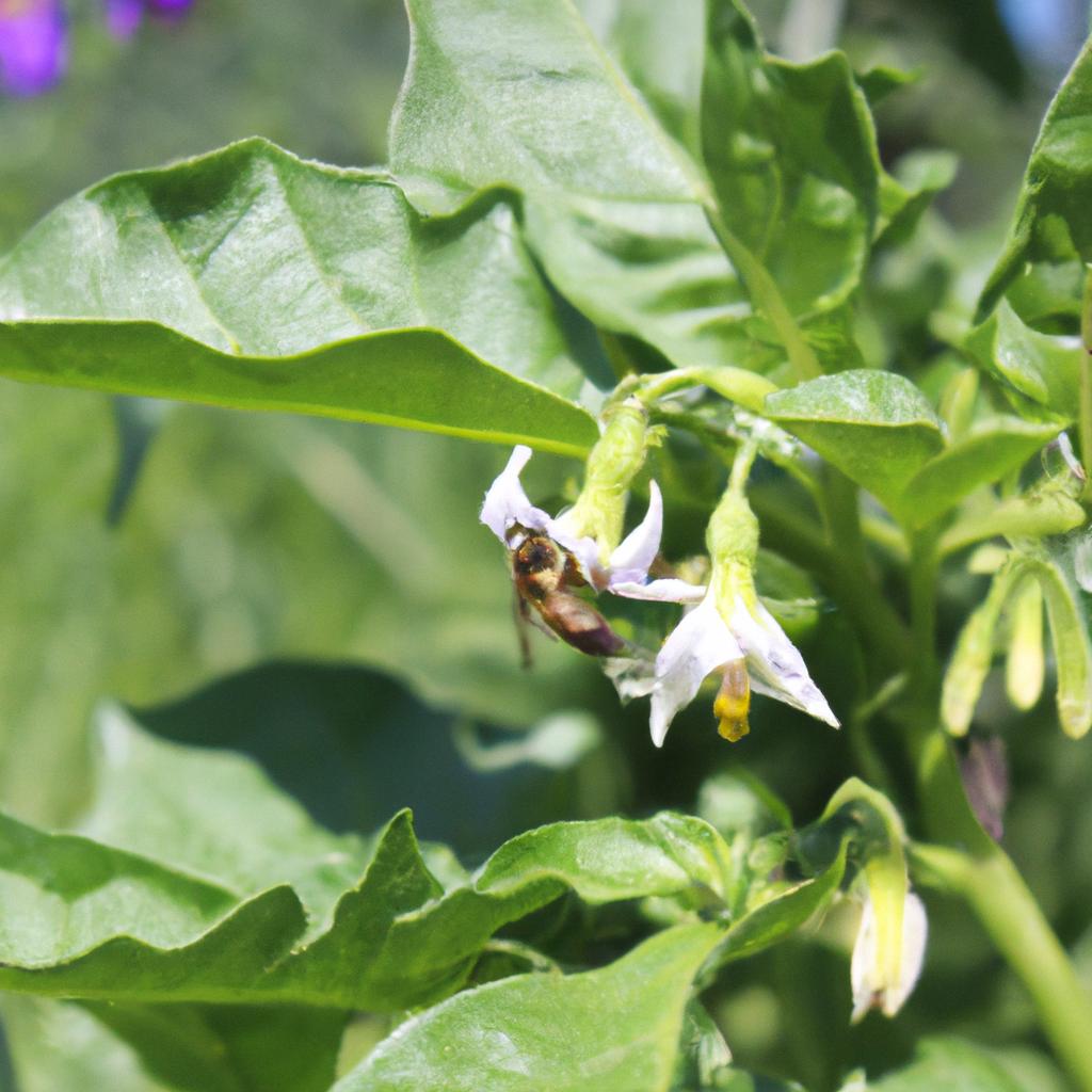 A bee helps pollinate tomatoes in a vegetable garden filled with pollinator plants.