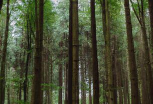 Belgium Forests