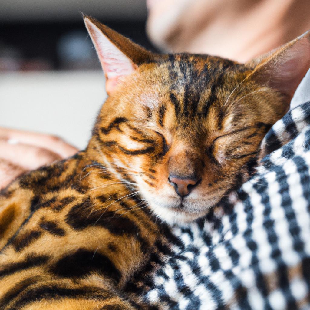 Bengal cats may be known for their energetic personalities, but they also have a soft and affectionate side that loves to cuddle up with their humans