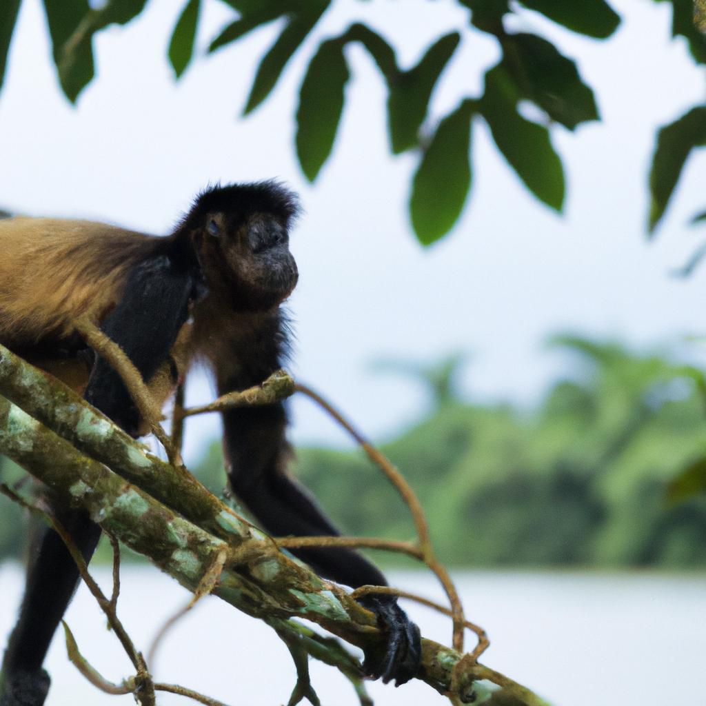 A rare black-and-gold spider monkey sighting in the Cao Cristales jungle