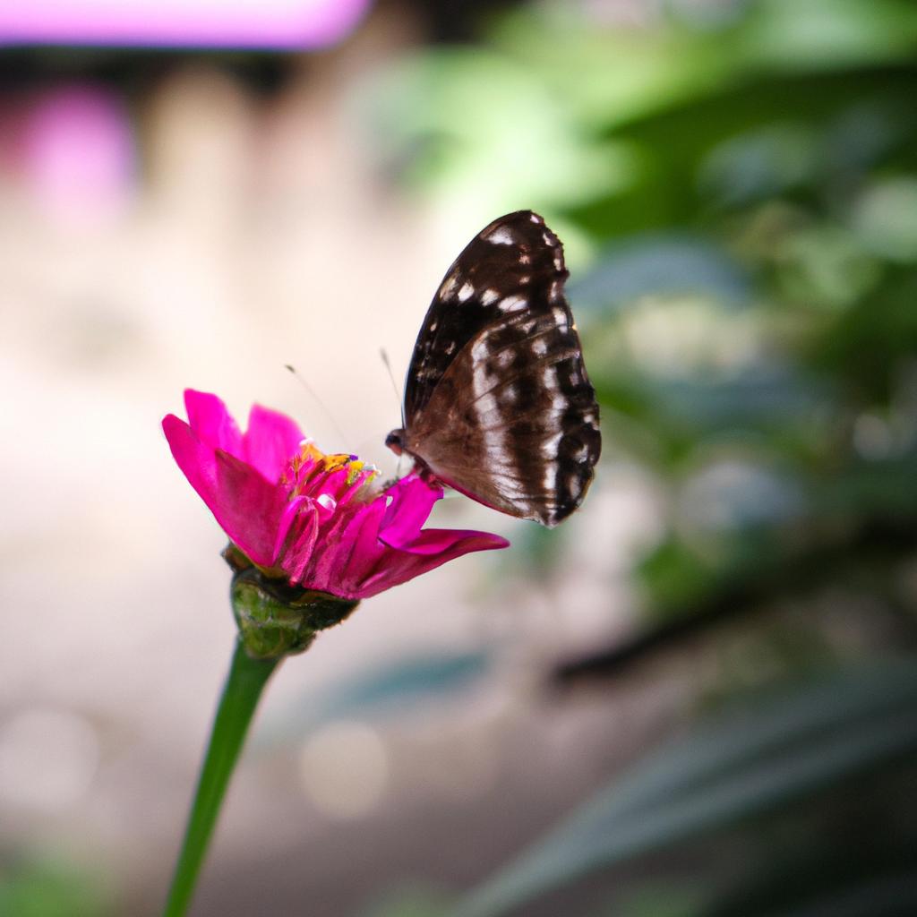 The butterfly, a symbol of hope and transformation in garden poetry