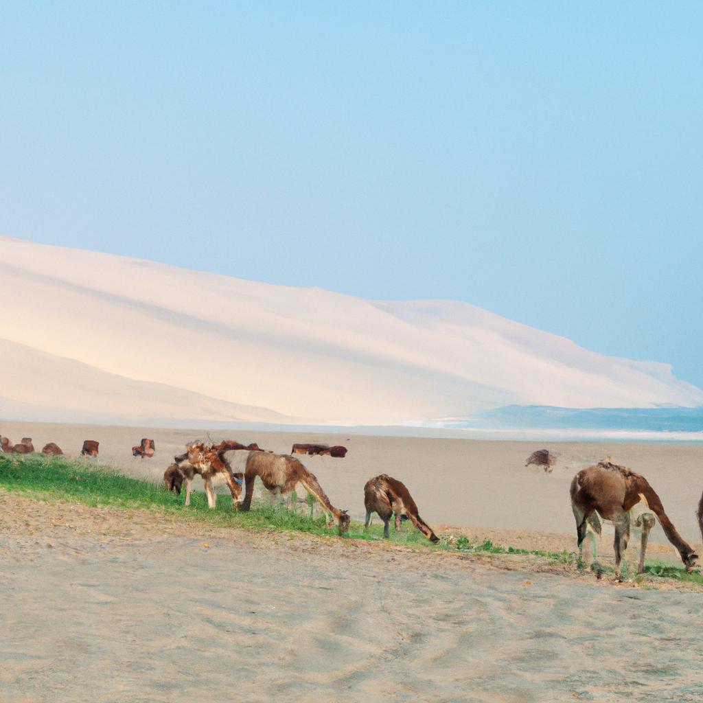 Camels roaming near Peru's sand dunes