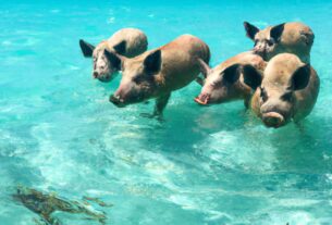 Caribbean Island With Pigs