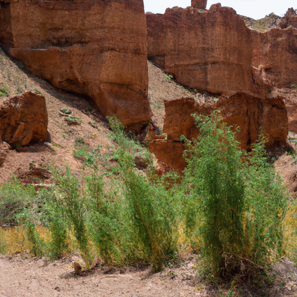 Charyn Canyon is home to various species of flora and fauna, including the rare snow leopard.