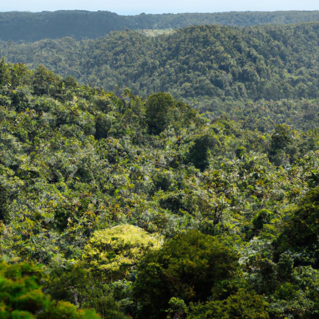 The Christmas Island rainforest is home to a vast array of flora and fauna, including over 200 species of plants and animals found nowhere else on Earth.