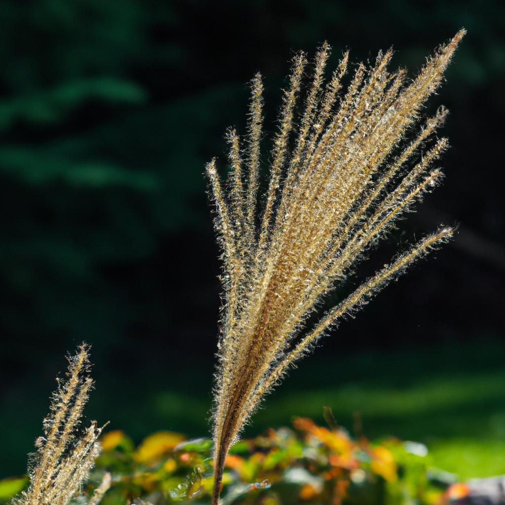 A single ornamental grass catching the sunlight and showing off its unique details