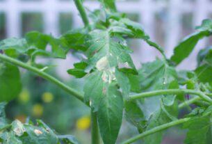 Common Garden Pests And How To Manage Them