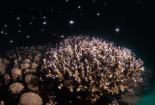 Coral Reefs At Night