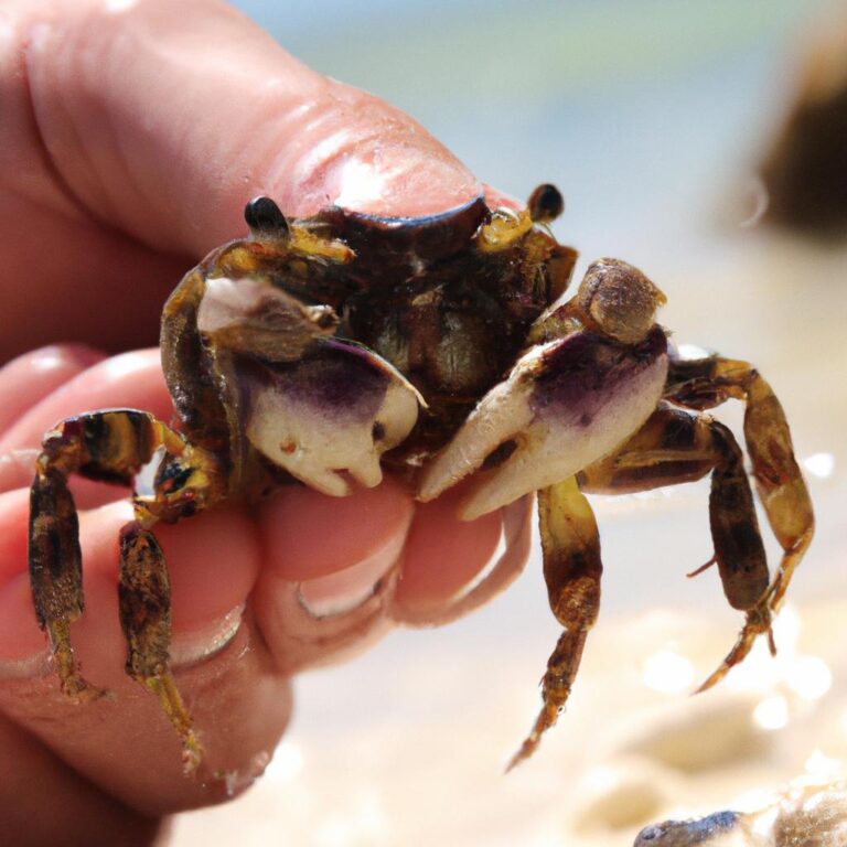 Crab Island Crabs: A Fascinating Look at the Different Types of Crabs ...