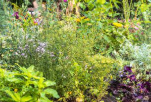 Creative Ways To Use Herbs In Your Garden