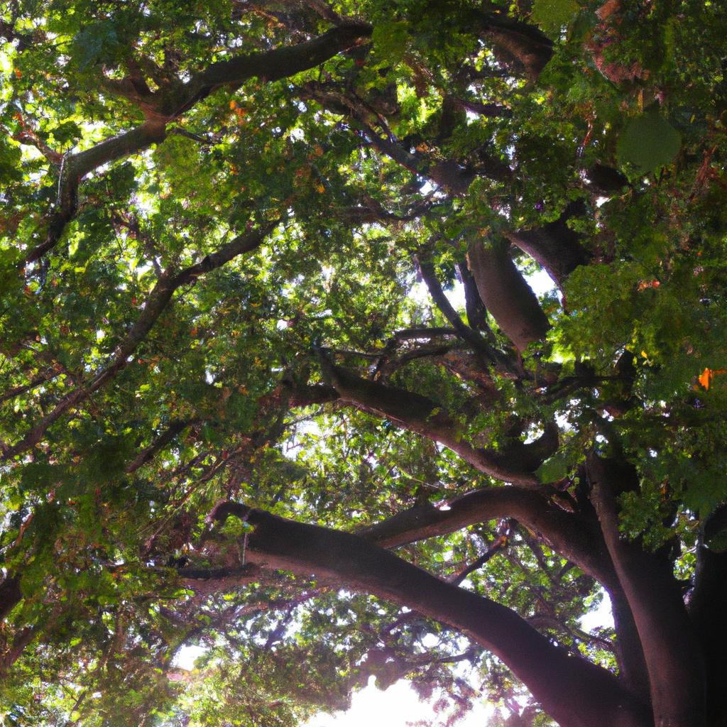 The thick and lush canopy of this garden tree provides shade and privacy, making it a perfect addition to any outdoor space