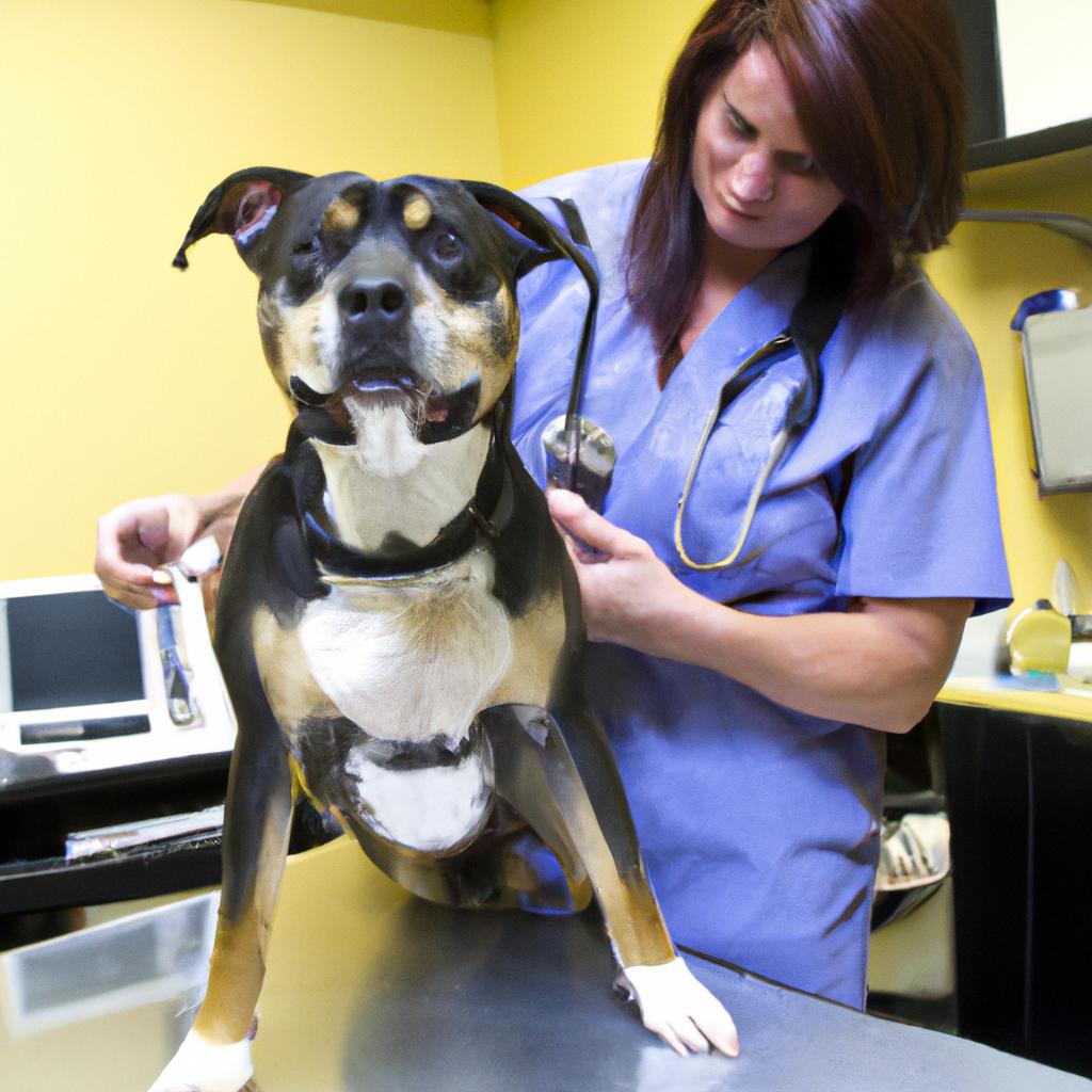 Don't let the cost of vet care stop you from providing the best for your pet. Get the best pet insurance providers.