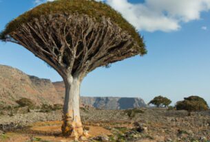 Dragon Tree Socotra