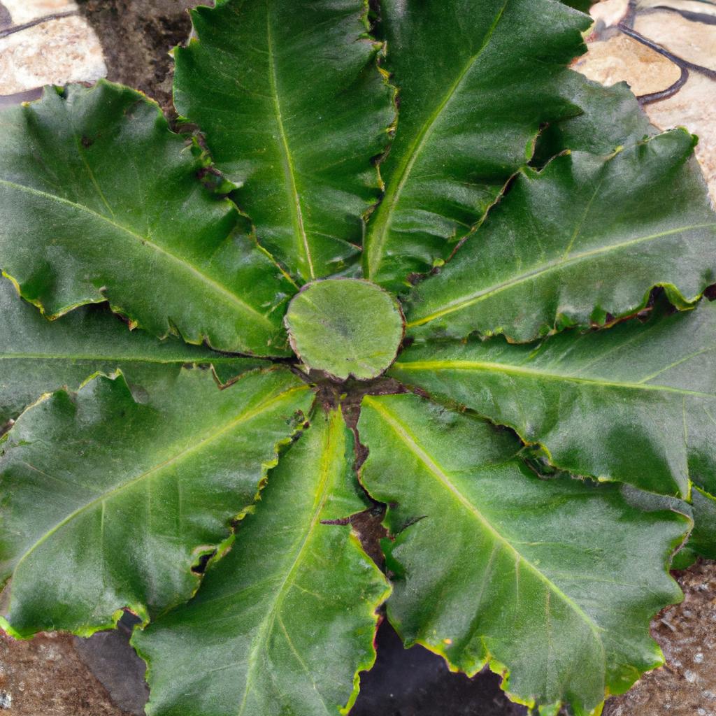 The Elephant's Ear Plant is a beautiful and unusual succulent that will thrive in your garden with minimal maintenance.