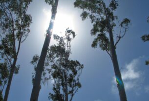 Eucalyptus In Hawaii