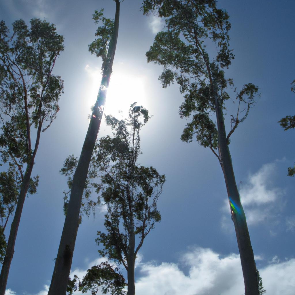 Eucalyptus In Hawaii