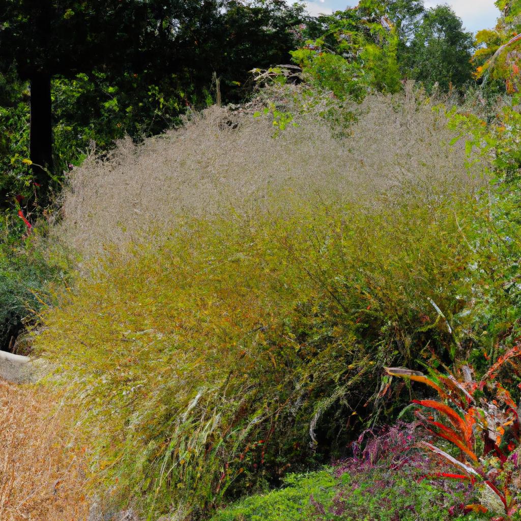 A garden bed filled with low-maintenance and drought-resistant ornamental grasses, perfect for busy gardeners
