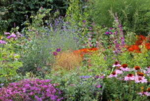 Garden Perennials