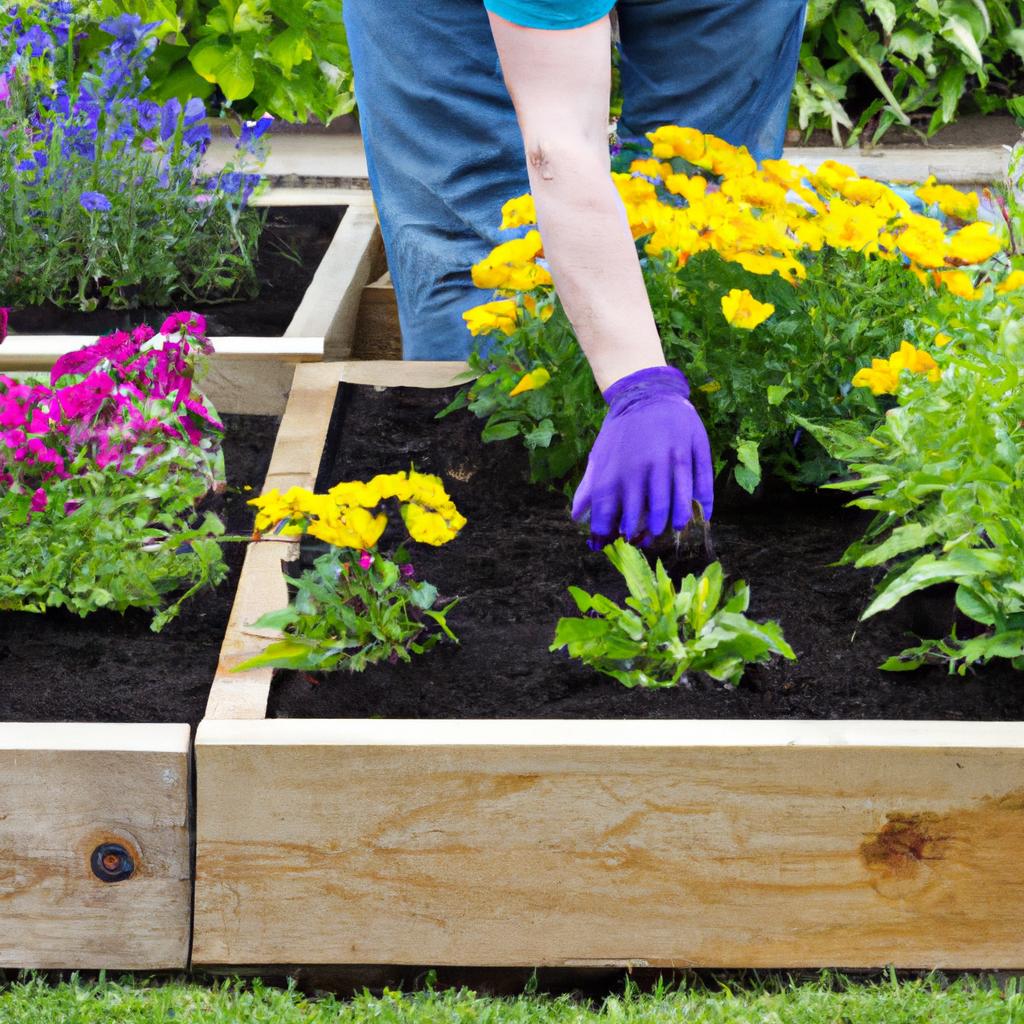 Planting garden annuals in a raised garden bed for an easy-to-manage garden