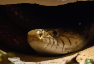 Giant Snake Underground