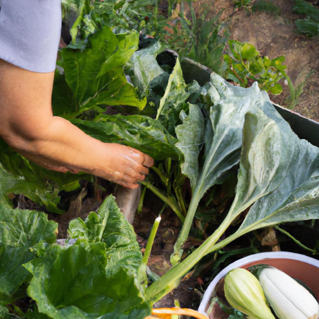 Harvesting your vegetables at the right time ensures the best taste and quality.
