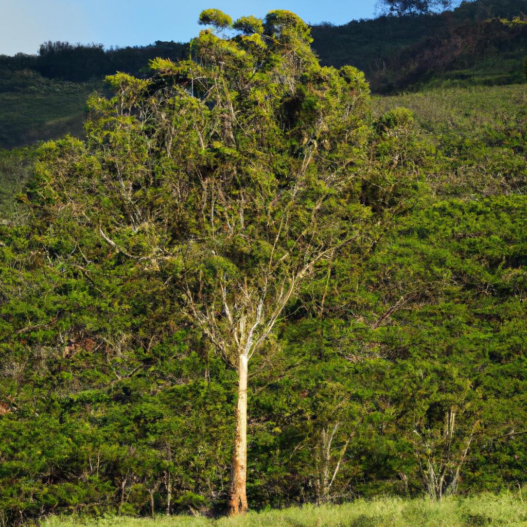 Hawaii Eucalyptus Trees A Brief Introduction TooLacks