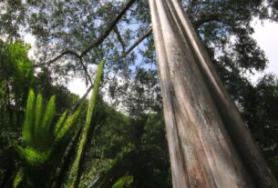Hawaii Eucalyptus Trees