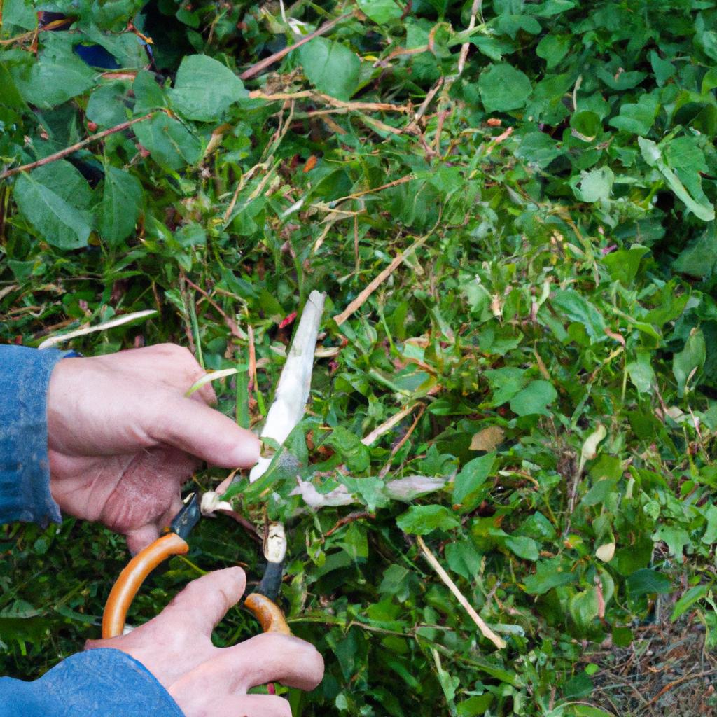 Maintaining healthy herbs through pruning