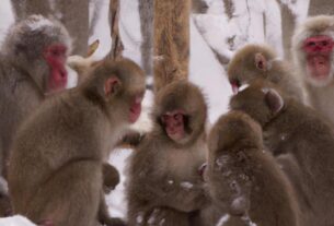 Hokkaido Snow Monkey
