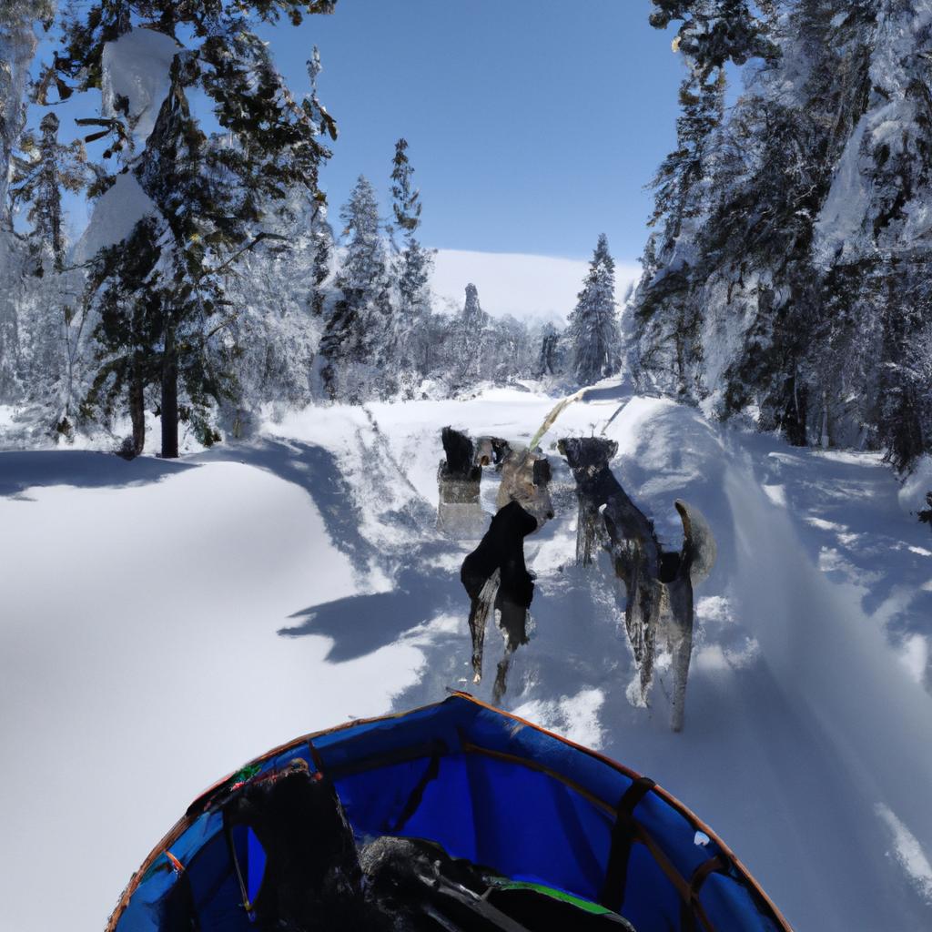 Explore the winter wonderland on a thrilling dog sledding ride