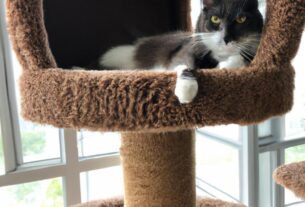 How To Build The Perfect Cat Tree For Your Feline Friend